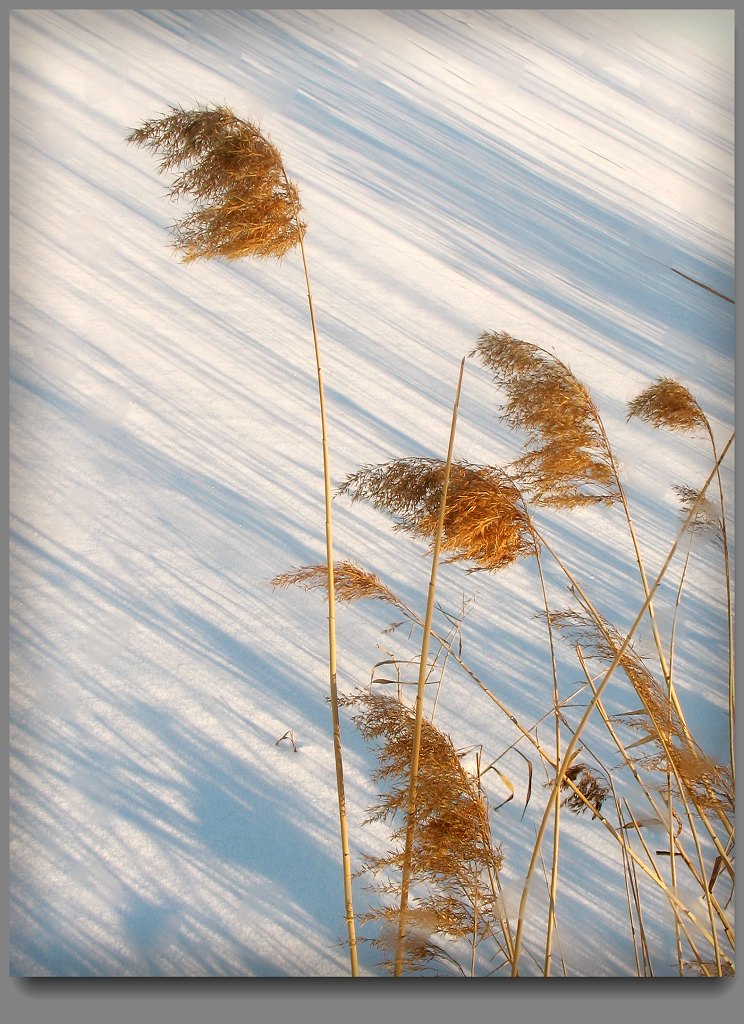 【  芦花摇曳雪做衫  】 摄影 林小慧