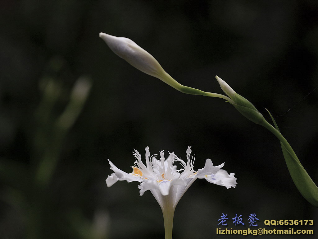 鸢尾花 摄影 老板凳