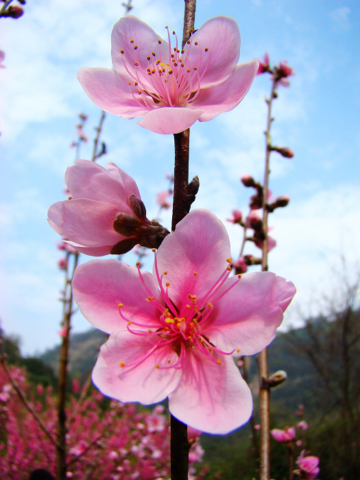 桃花2 摄影 延平一剑