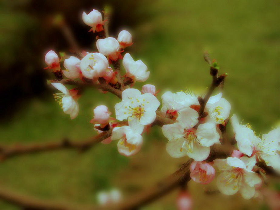 桃花 摄影 mitaka