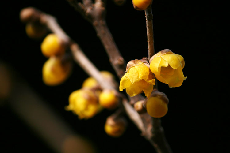 素心蜡梅 摄影 老豆芽