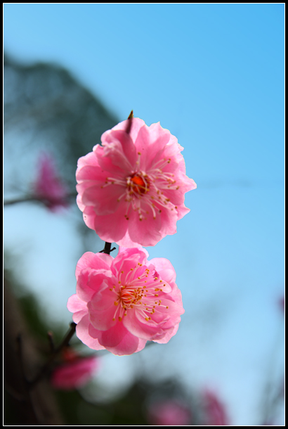 春意 摄影 六翼天使