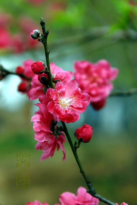 早春桃花 摄影 萌青