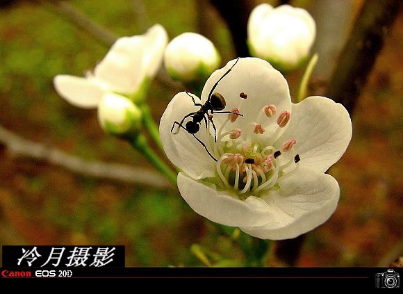 蚂蚁与花 摄影 冷月guangxi