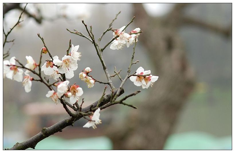 花开无声…… 摄影 田夫