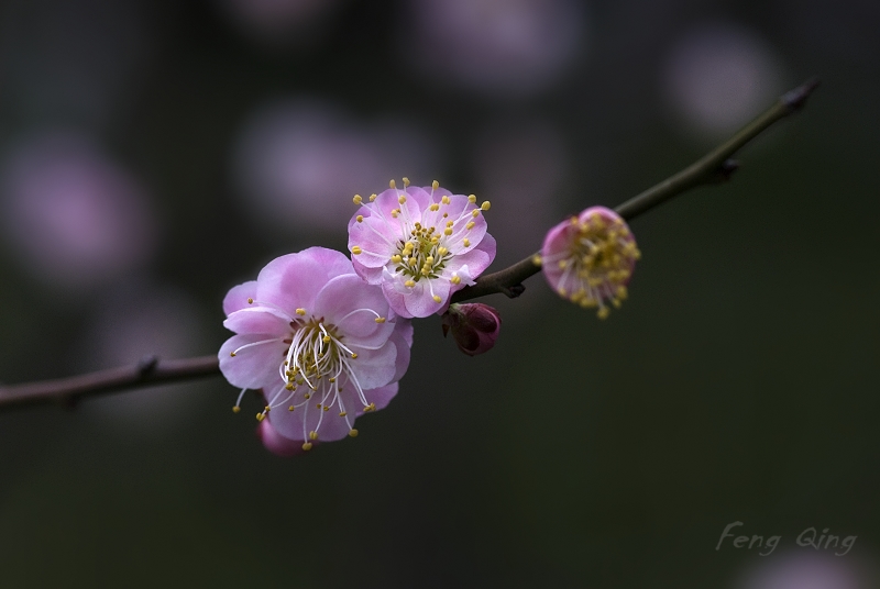 梅 摄影 风清四季