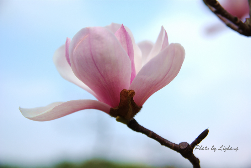 玉兰花 摄影 center