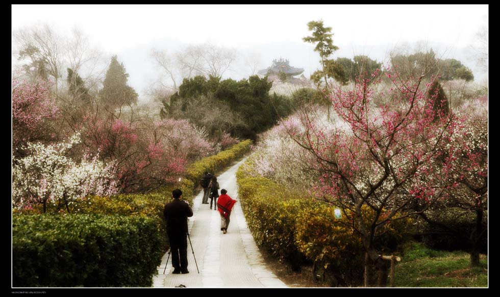 赏梅 摄影 lingsu