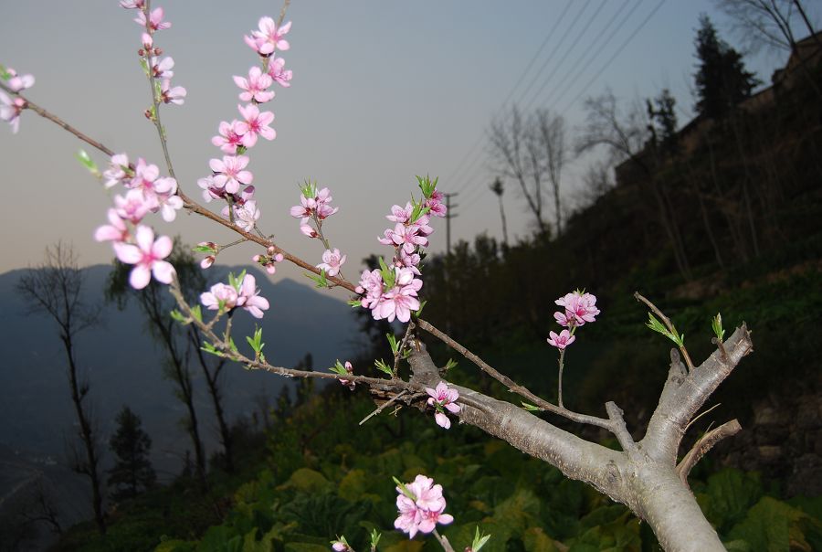 桃花朵朵开 摄影 白魔芋