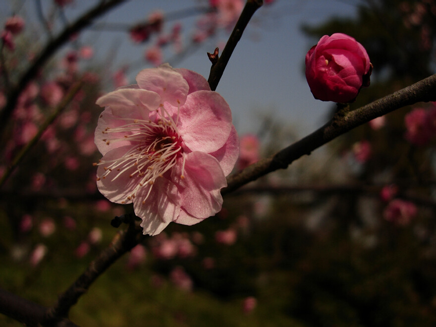 咏梅 2——红梅花儿开 摄影 简爱2008