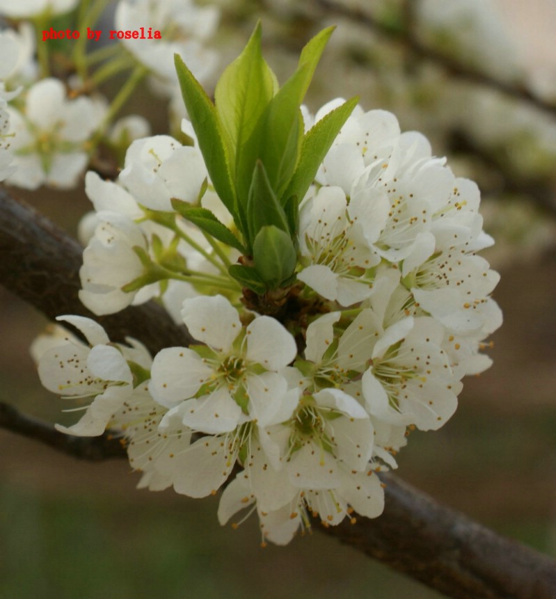 李子花 摄影 斓懿