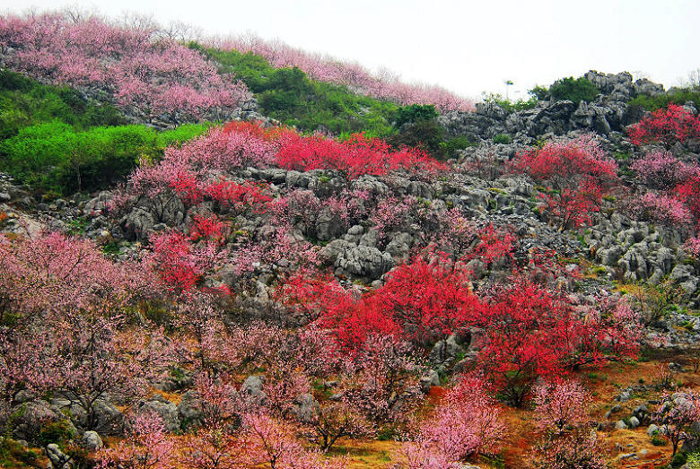 制富花 摄影 百川枫雪