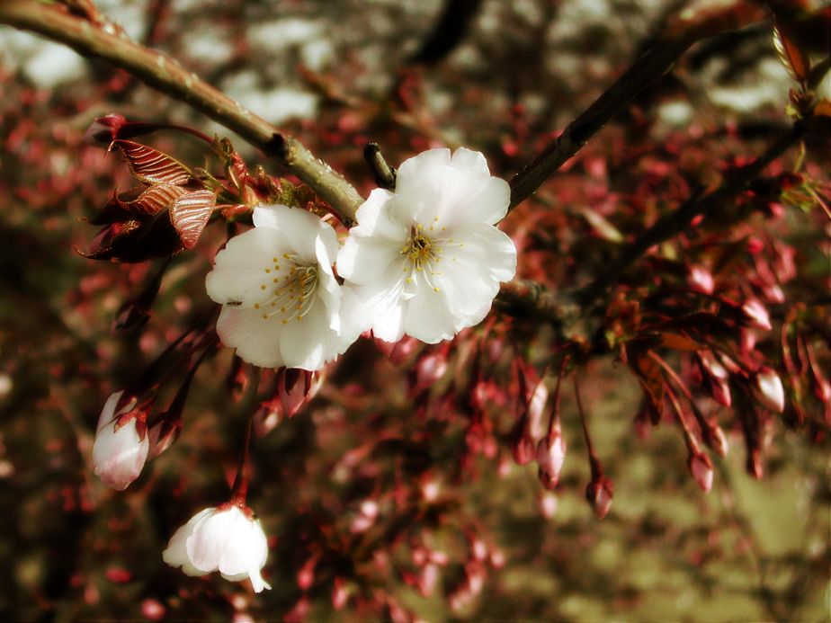 樱花时节 摄影 mitaka