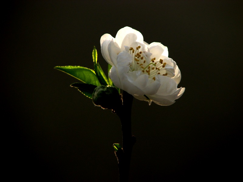 桃花 摄影 溢香兰