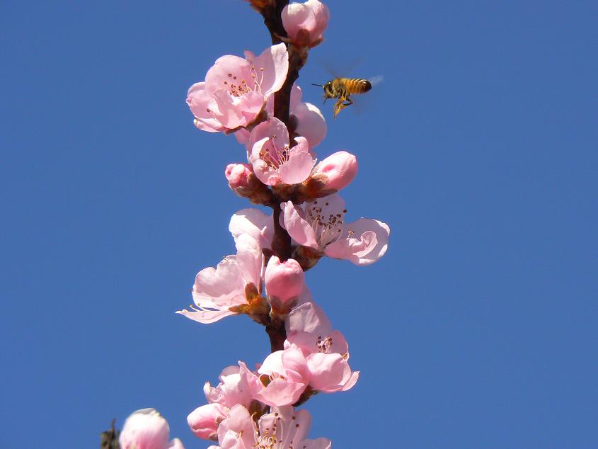 桃花开 摄影 xingg