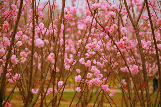 春暖花开时 摄影 sunyhl