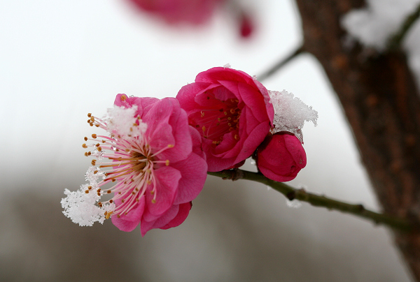 雪点寒梅 摄影 河洛牧