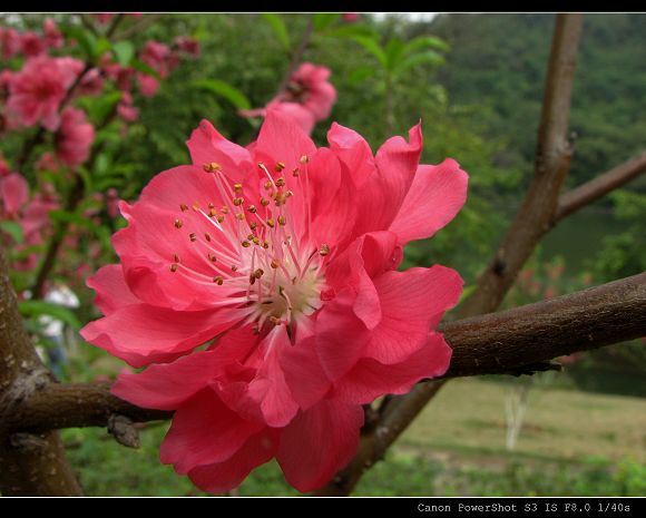 桃花依旧笑春风 摄影 冷月guangxi