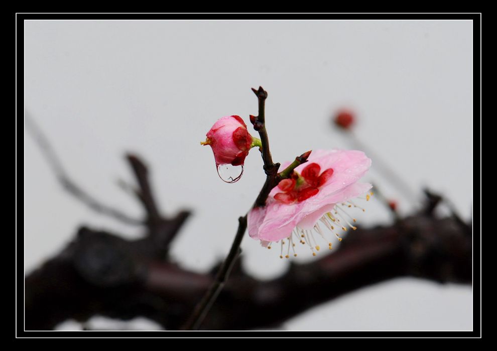 雨露 摄影 沙拉