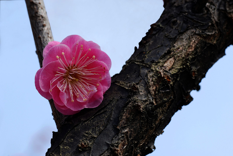 拍梅、赏梅、爱梅3。 摄影 土豆花