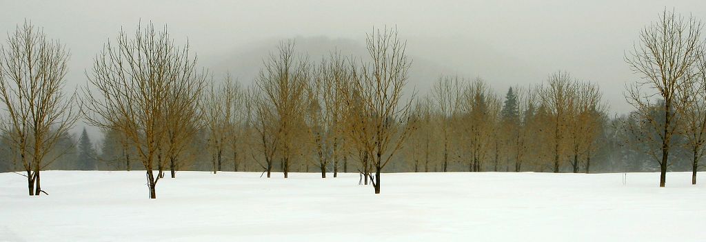 雪山上的柞木林 摄影 鹤天