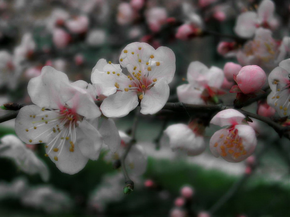 桃花（3） 摄影 mitaka