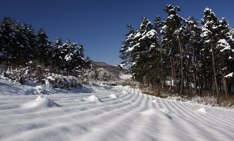 瑞雪 摄影 百年老参