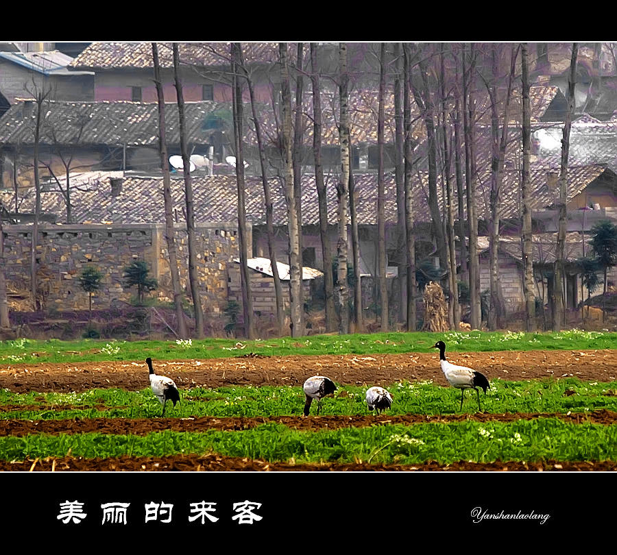 美丽的来客 摄影 燕山老狼