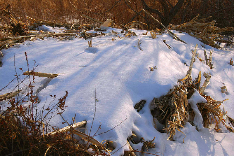 残雪 摄影 乡下表哥