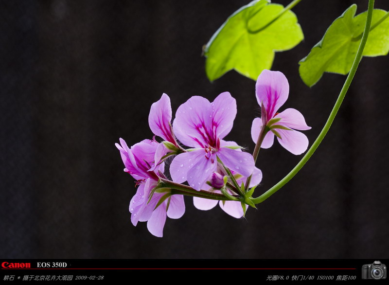 花卉 摄影 耕石