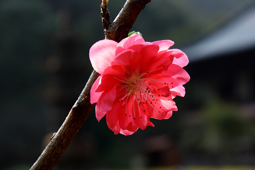 二月桃花 摄影 老过