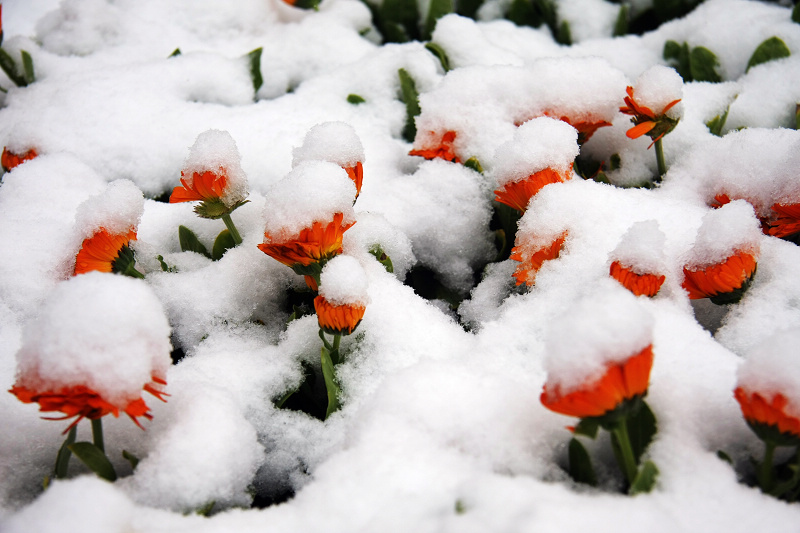 雪压群芳 摄影 卿卿