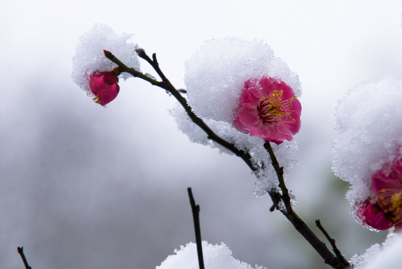 傲雪红梅 摄影 低烧老色友