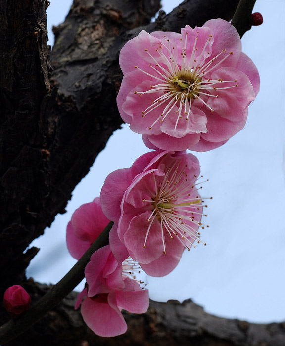 拍梅、赏梅、爱梅。 摄影 土豆花