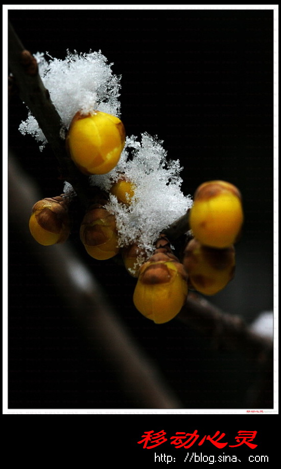 雪梅 摄影 移动心灵