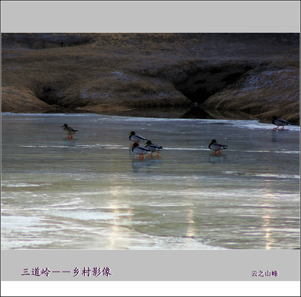 三道岭——乡村影像（野鸭） 摄影 云之山峰