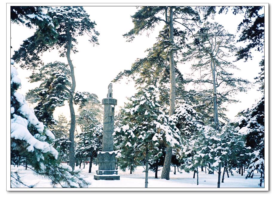 古松傲雪 摄影 自由战士