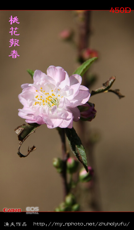 桃花报春 摄影 珠海渔夫