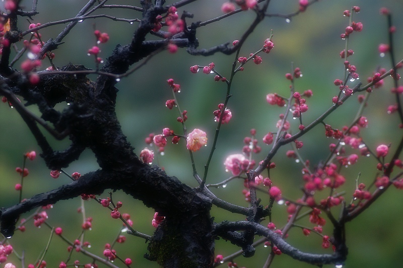 春雨沁梅香 摄影 天女散花