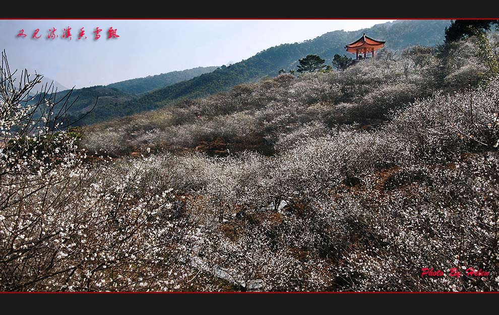 香雪迎春 摄影 海伦