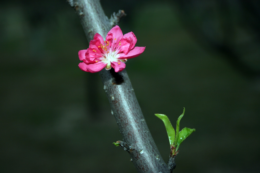 桃花之(三).好花儿还须绿叶衬. 摄影 单车小子