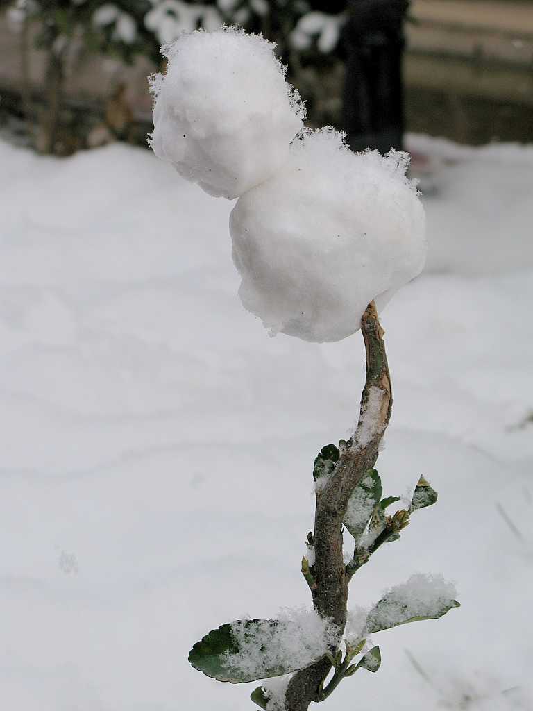 二月二的雪-----------龙抬头 摄影 凝眸一视