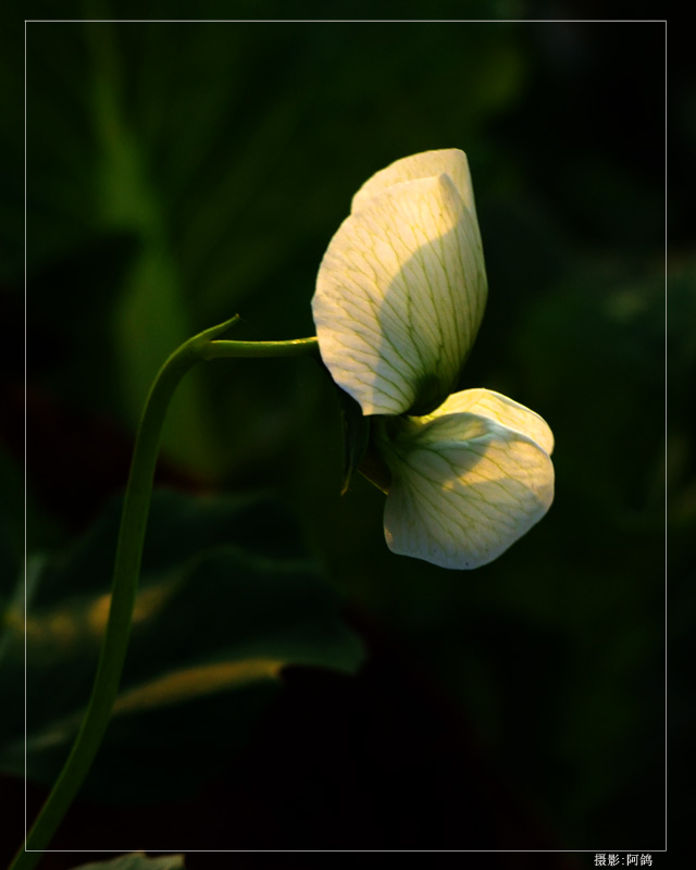 豌豆花 摄影 阿鸽