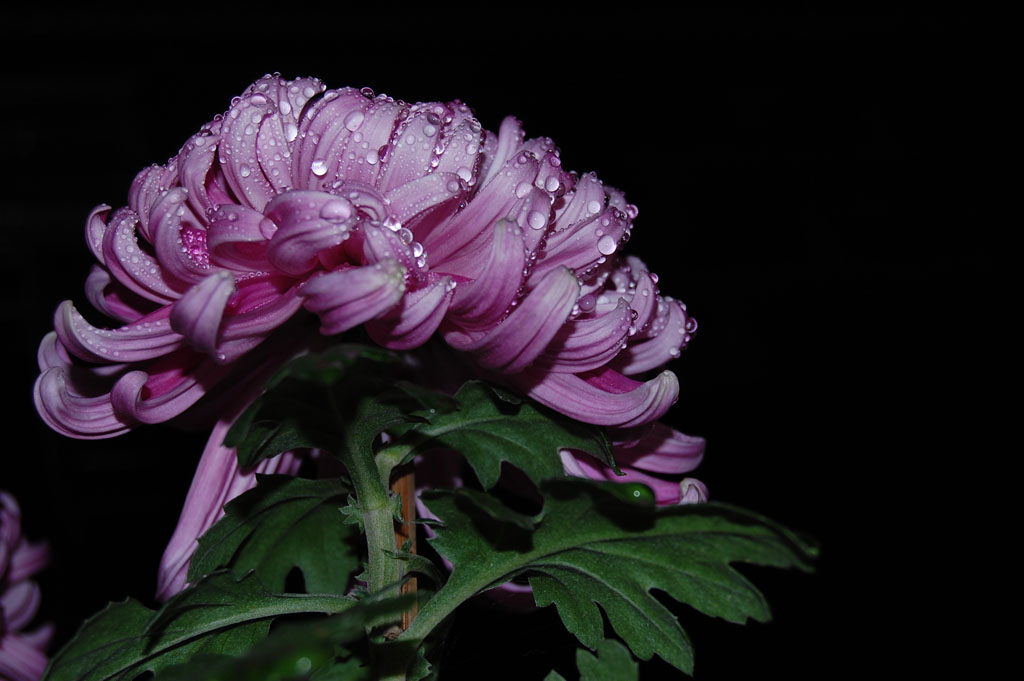 菊花 摄影 登天平