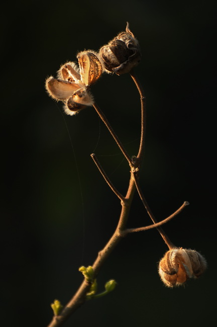 秋实春芽 摄影 光头果果