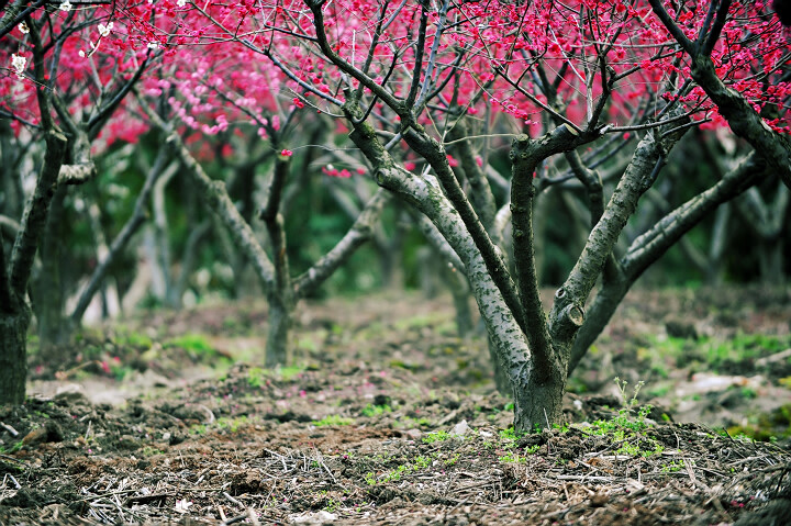 梅花 花枝 09年春 世纪公园 摄影 百工居肆