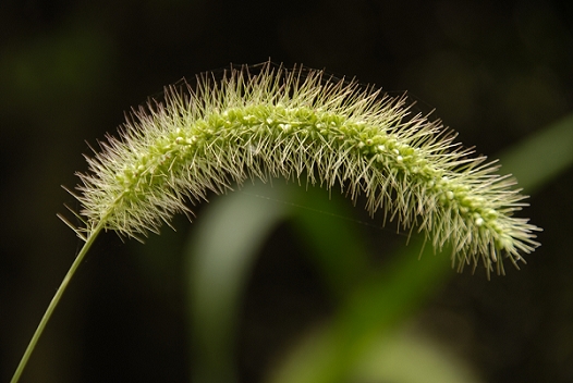 岳麓小草 摄影 茶道