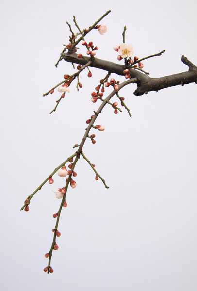 红梅 摄影 洛神