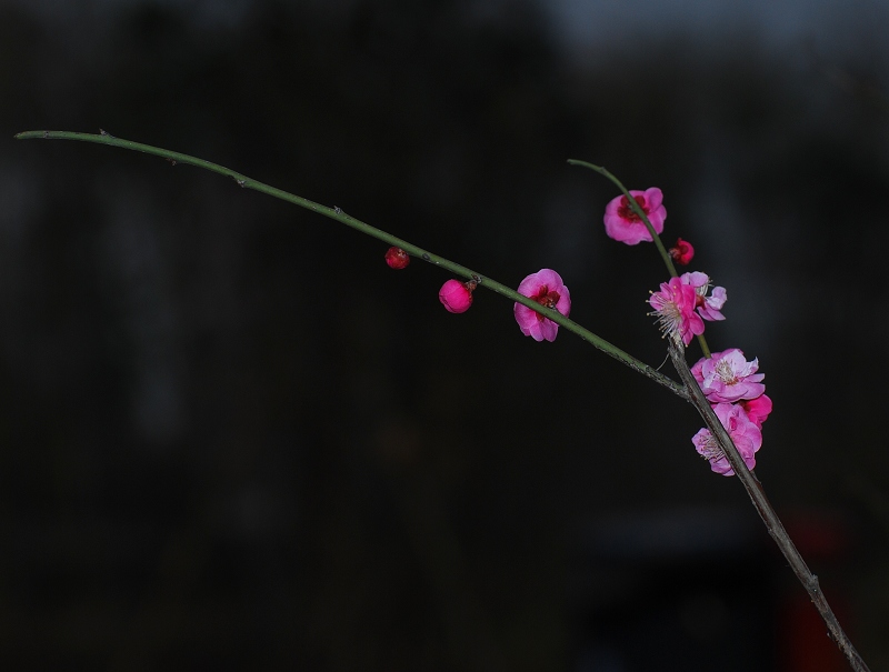 早春桃花开，大家好运来 摄影 淡泊