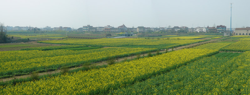 花开乡村 摄影 沙漠OR骆驼